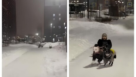 VÍDEO: homem anda em trenó puxado por cães em Moscou