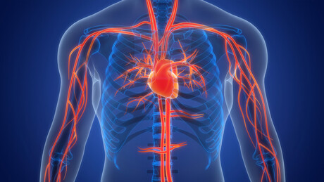 Estudo investiga fator de risco cardíaco presente em 1 em cada 10 pessoas acima dos 70 anos