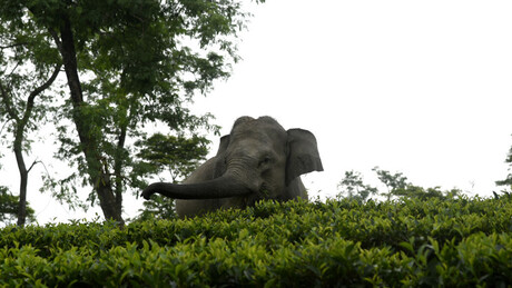 VÍDEO: elefante deixa quase 20 mortos em 10 dias na Índia