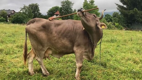 VÍDEO: vaca usa vassoura para se coçar