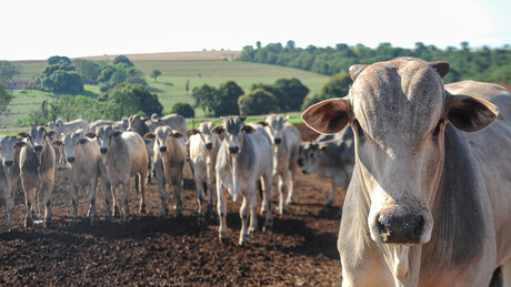 Brasil conquista novos mercados do agro no Vietnã e na Arábia Saudita