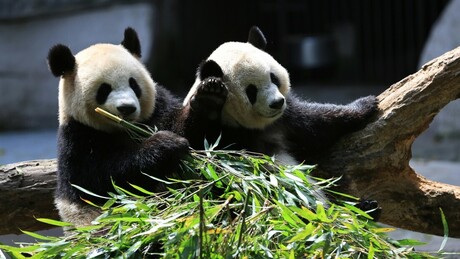 Japão se despede de seus últimos pandas antes de retorno à China