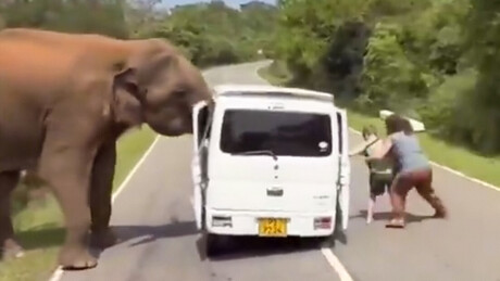 VÍDEO: encontro aterrorizante entre elefante enfurecido e turistas no Sri Lanka