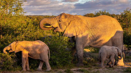 Indonésia envia tropas para conter invasão de elefantes na ilha de Sumatra