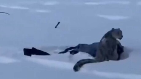 VÍDEO: mulher é atacada por leopardo ao tentar tirar selfie