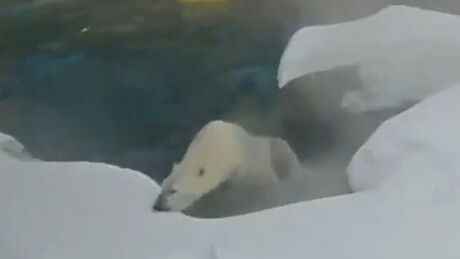 VÍDEO: urso polar se diverte em zoológico após grande nevasca nos EUA