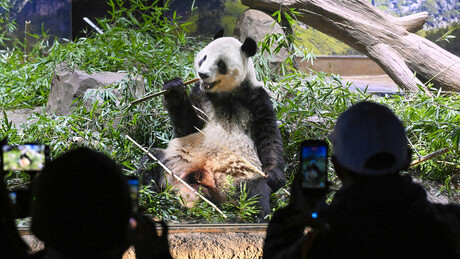 VÍDEO: japoneses se despedem em lágrimas de seus últimos pandas