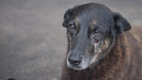 Entenda as punições para menores envolvidos na morte do cão Orelha