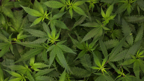 Anvisa autoriza cultivo restrito de cannabis medicinal no Brasil