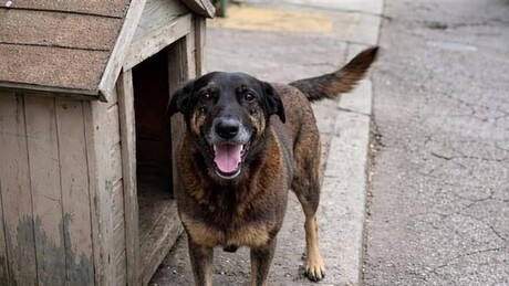 Repercussão internacional: caso Orelha provoca indignação no Brasil e no exterior