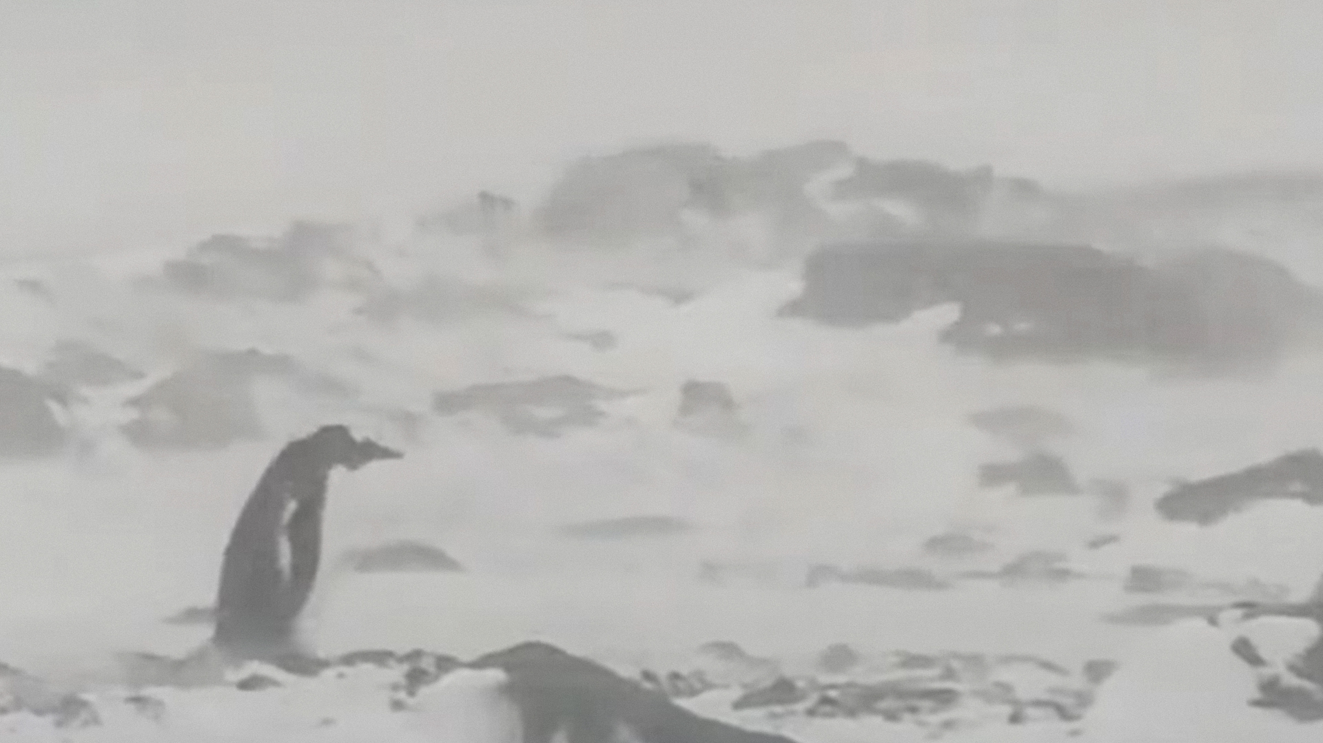 VÍDEO: A pressa do pinguim "mais solitário do mundo"