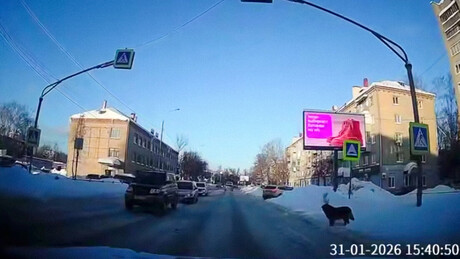 VÍDEO: cachorro russo ensina como atravessar a rua em segurança