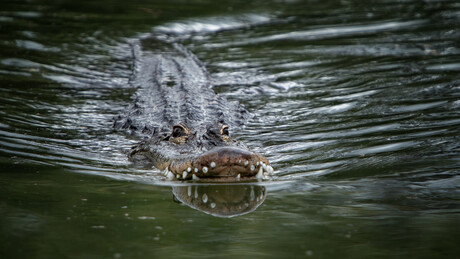 Justiça anula pena de morte de homem que abandonou criança para ser devorada por crocodilos