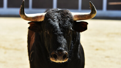 IMAGENS FORTES: Touro descontrolado ataca e fere populares no México