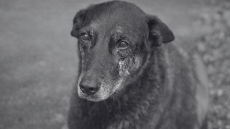 Mãe nega participação do filho na agressão a cão Orelha e afirma que ele 'se confundiu' no depoimento