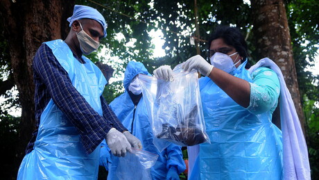 Vírus Nipah no Brasil? Confira casos de infecção e riscos de transmissão