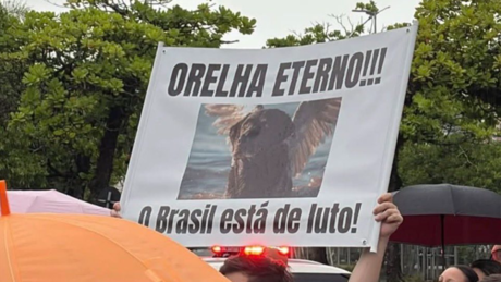 Corpo do cão Orelha é exumado para nova perícia