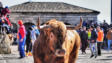 IMAGENS FORTES: Touro mata idoso com chifrada no coração durante carnaval
