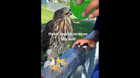 Homem é preso por embebedar gavião nos EUA