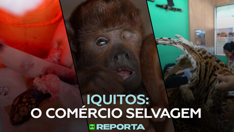 Iquitos: o comércio selvagem - RT Reporta