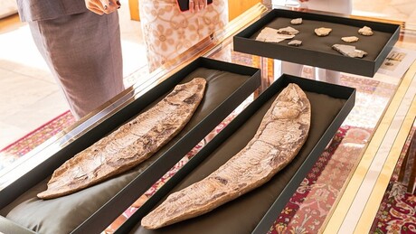 Brasil repatria fósseis de 110 milhões de anos