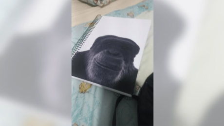 Professor é demitido após comparar aluno negro a chimpanzé em Maceió