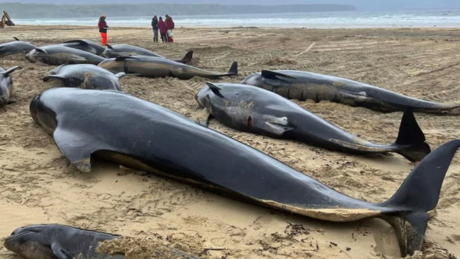 Cientistas sugerem que 55 baleias encalharam na Escócia por 'lealdade ao grupo'