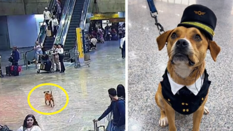 Cadela resgatada no Aeroporto de Guarulhos vira mascote oficial e recebe crachá