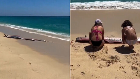 VÍDEO: 'Peixes do fim do mundo' aparecem encalhados em praia no México