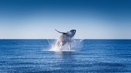 Nova Zelândia avalia projeto para conceder direitos individuais às baleias
