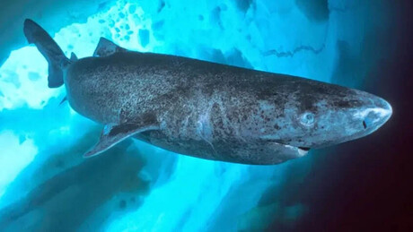 Descoberto na Groenlândia, tubarão de 400 anos é o vertebrado mais longevo do mundo
