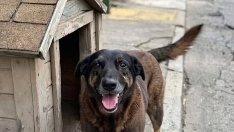 'Decreto Cão-Orelha': Lula aumenta multas por maus-tratos a animais para até R$ 1 milhão