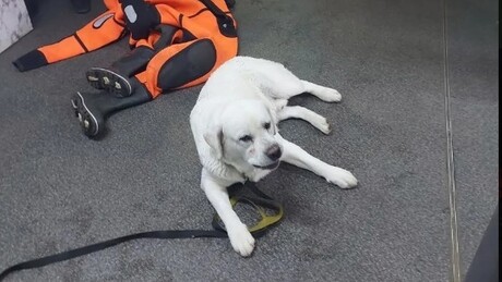 Mulher cai em rio congelado ao tentar salvar cachorro em Moscou