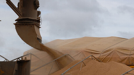 China flexibiliza regra sobre ervas daninhas e deve liberar soja brasileira