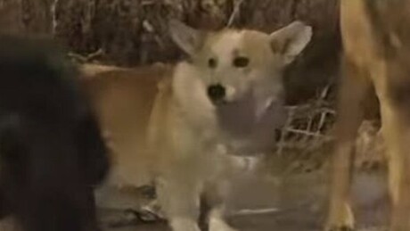 VÍDEO: Sete cães roubados escapam e caminham 17 km de volta para casa