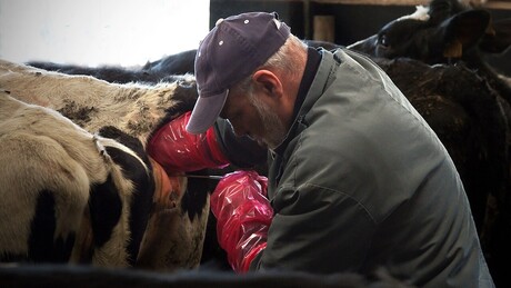 Após faturar US$ 5 milhões com sêmen bovino, Brasil abre novo mercado para o produto