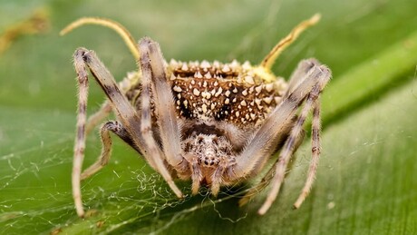 Cientista descobre aranha que finge ser o fungo zumbi de 'The Last of Us'