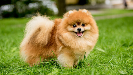 Funcionária da alfândega argentina é punida por 'sequestrar' cachorro de casal estrangeiro