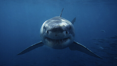 Tubarões sob efeito de cocaína estão rodando o Caribe, alertam cientistas