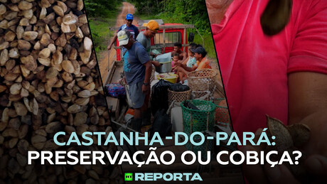 Castanha-do-Pará: preservação ou cobiça? - RT Reporta