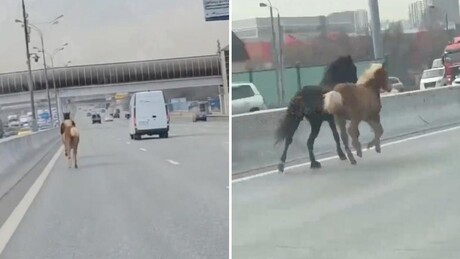 VÍDEOS: Cavalos invadem rodovia movimentada de Moscou e quase causam uma tragédia