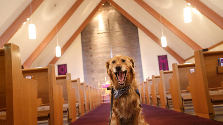 VÍDEO: Cadela invade peça da Paixão de Cristo e 'defende' Jesus, açoitado por soldados romanos
