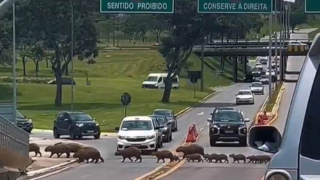 VÍDEO: Família de capivaras bloqueiam estrada no Brasil e viralizam nas redes