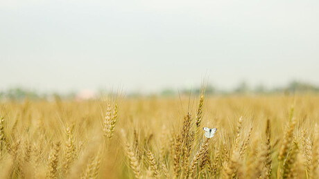 Rússia busca criar polo de grãos em país do BRICS