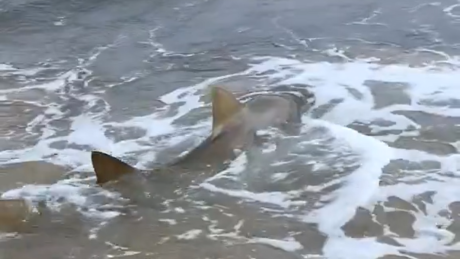VÍDEO: Tubarões são flagrados próximos à faixa de areia em praia brasileira