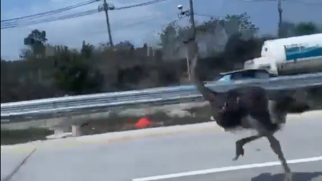 VÍDEO: Papa-léguas na pista — avestruz dispara em autoestrada na Tailândia