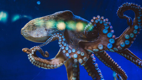 Cientistas descobrem que 'polvo mais antigo do mundo' nunca foi polvo