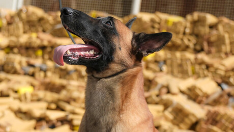 Cão farejador leva PM à maior apreensão de drogas da história do país