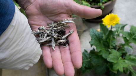 Mensagens vazadas indicam que pré-candidato do MBL fazia uso de 'cogumelos mágicos' - Metropoles