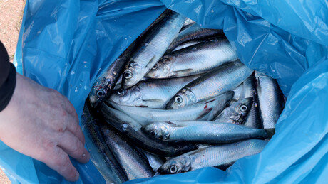 Vírus que infectava apenas organismos aquáticos aparece em seres humanos